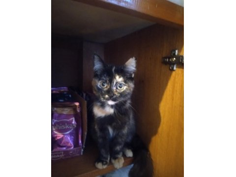 2.5 Aylık Güzellik Kedimiz Yuva Arıyor