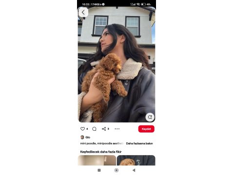 Toy Poodle Yavru Köpekler