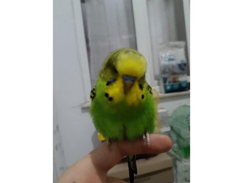 Ev Üretimi Muhabbet Kuşu Tamamen Evcil Takımlarda Var Üreyen