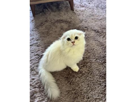 Son Yavru Scottish Fold Longhair