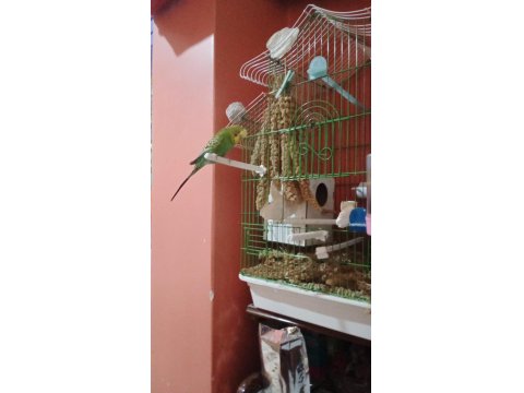 Dişi Ve Erkek Muhabbet Kuşu Yumurtaları İle