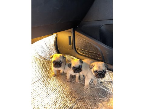 Pug Mops Yavru Köpekler