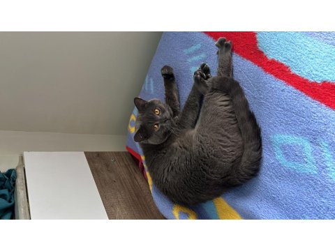 British Shorthair Kedim