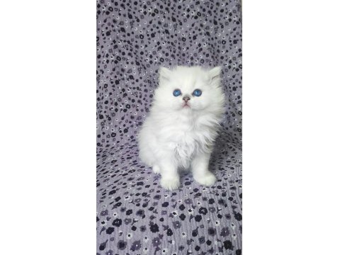 Kocaeli Show Kalite Safkan British Longhair Yavrular