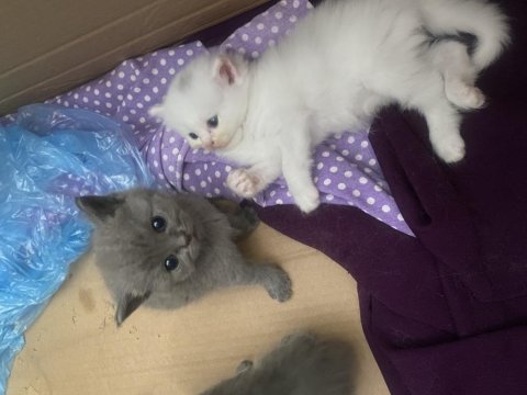 Cins Kedimiz British Shorthair