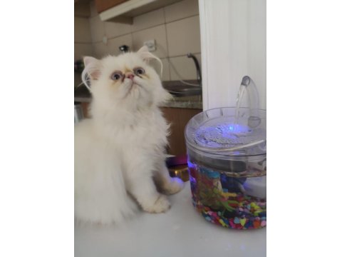 3,5 Aylık Yavru Erkek Kedimiz