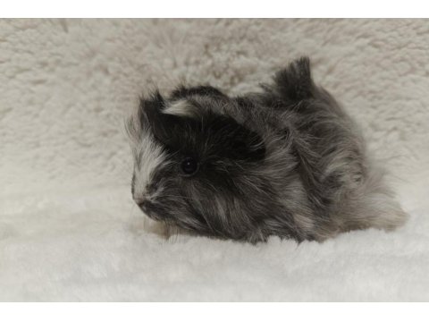 Sütten Kesilen Ele Alışık Yavru Guinea Pig