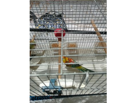 Şarkıcı Pareket Papağanı