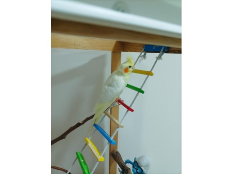 Tecrübeli Eş Sultan Papağanı Takım