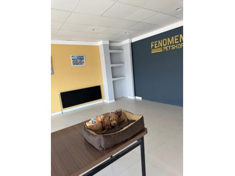 Mükemmel Maltipoo Yavrularımız Ankara Mağazamızda Görün