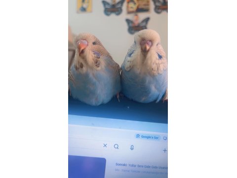 Şov Muhabbet Kuşu Yavruları