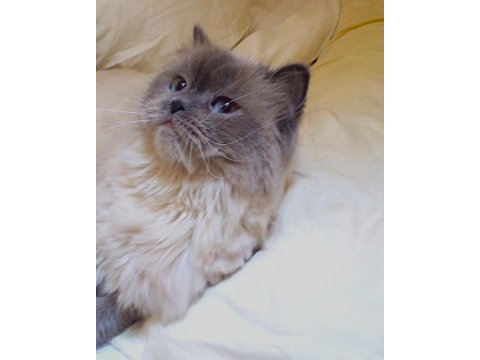 3 Yaşında Ragdoll Kızımıza Yuva Arıyoruz