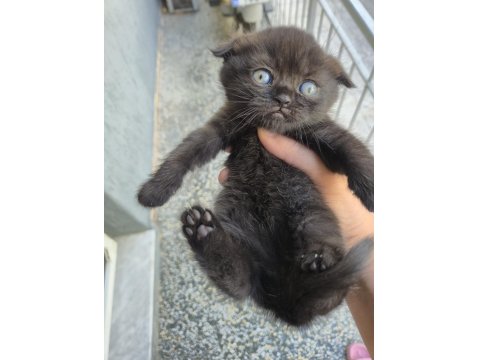 Scottish Fold Cinnamon