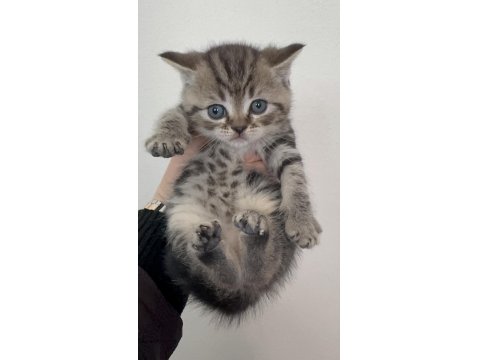 Sevgi Dolu British Shorthair Yavrularımız