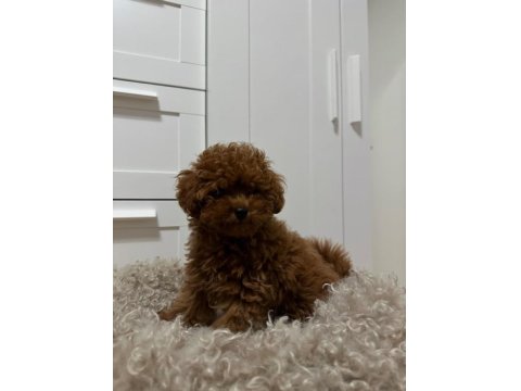 Harikasal Poodle Köpeği