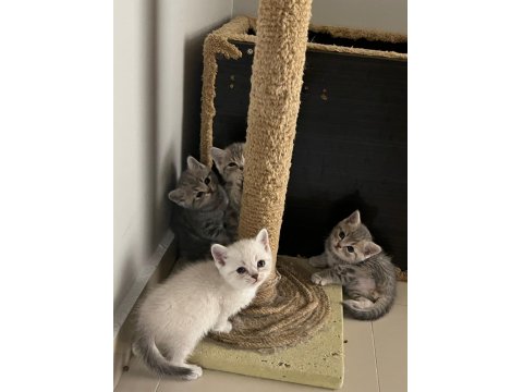 Minnak Sevecen Ve Oyuncu British Shorthair