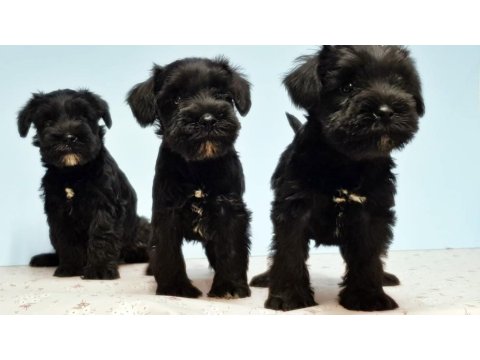Siyah Schnauzer Yavru