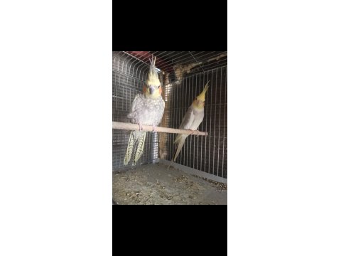 Yetişkin Sultan Papağanı Hazır Çift