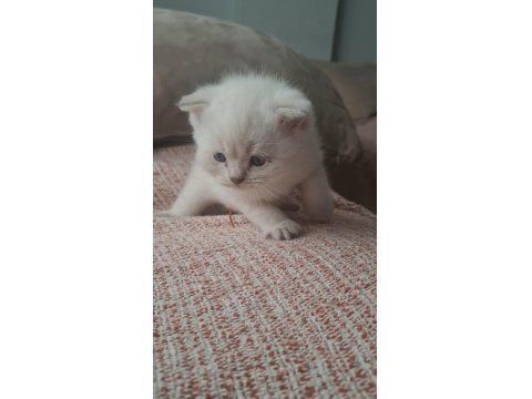 Mavi Gözlü 2 Aylık British Shorthair