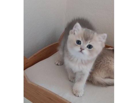 British Shorthair Safkan Kediler