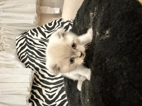 Teslime Hazır Scottish Fold Pamuk Gibiler