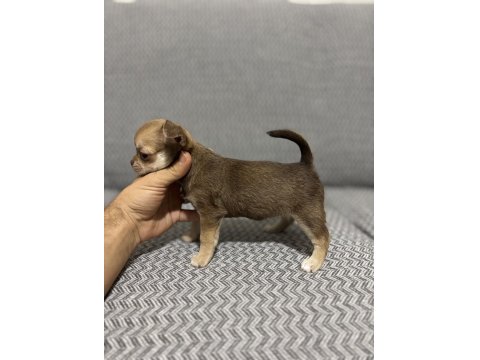 Safkan Kusursuz Yavrular Chihuahua Şivava