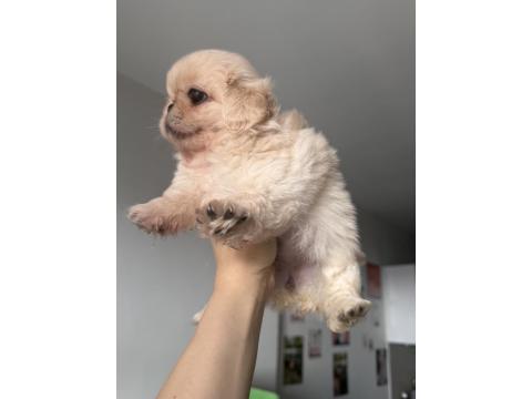 A Kalite Pekinez Minyatür