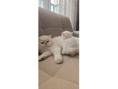 Safkan Kaliteli British Longhair Yavru