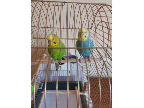 Kafesi Ve Tüm Malzemeleriyle Birlikte Çift Muhabbet Kuşu