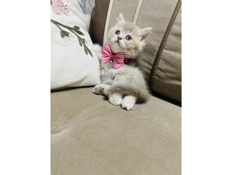 Yavru British Kedimize Yuva Arıyoruz