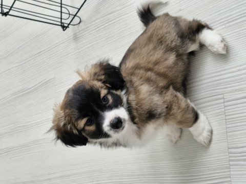 Kendi Köpeğimin Bebişleri (Sadece Niğde İçi)