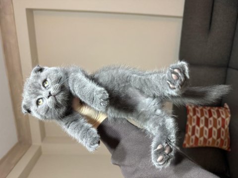 Scottish Fold Gri Yavrular