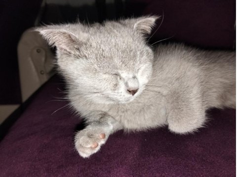 Scottish Fold 4 Aylık Dişi Yavrumuz