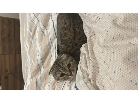 Pamuk Gibi Scottish Fold Kızımıza Yeni Bir Yuva