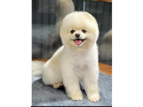 Pomeranian Boo Dişi