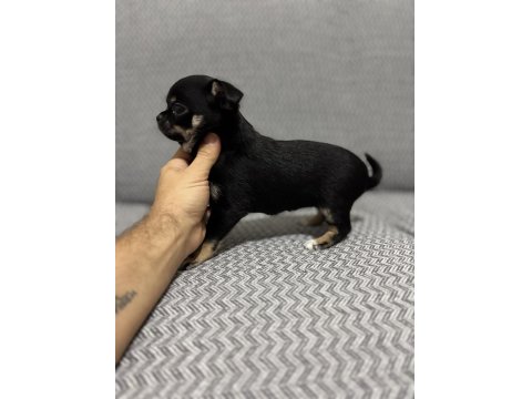 Safkan Kusursuz Yavrular Chihuahua Şivava