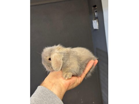 Hollanda Lop Tavşanlar Her İle Gönderim Var