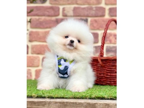 Safkan Pomeranian Cinsi Köpeklerimiz