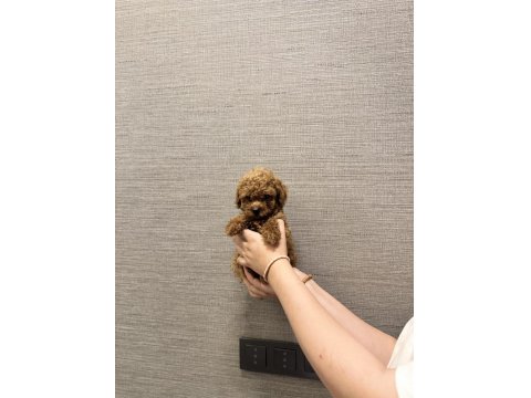 Tuvalet Eğitimli Evde Büyüyen Poodle Yavrular