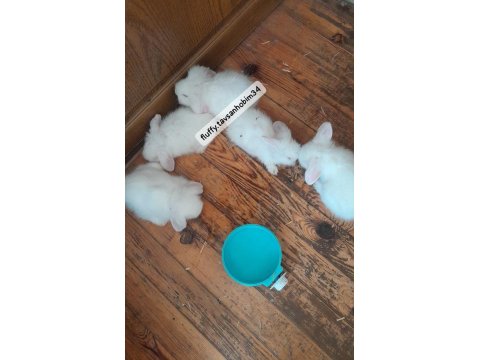 Renkli Cins Tavşan Yavruları