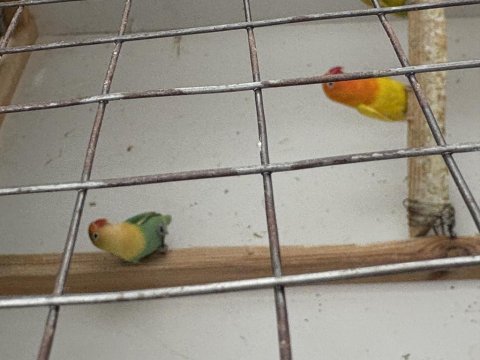 Cennet Papağanlarımız