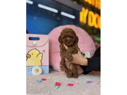 Irk Ve Sağlık Garantili Yavru Köpeklerimiz