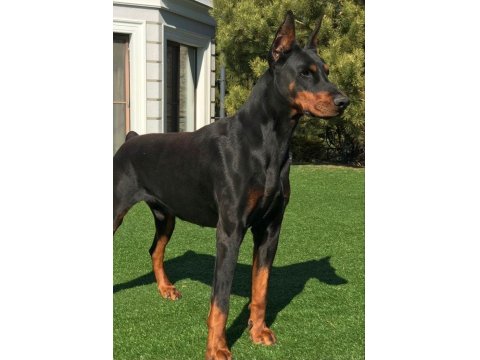 Sağlık Ve Irk Garantili Doberman Köpekleri