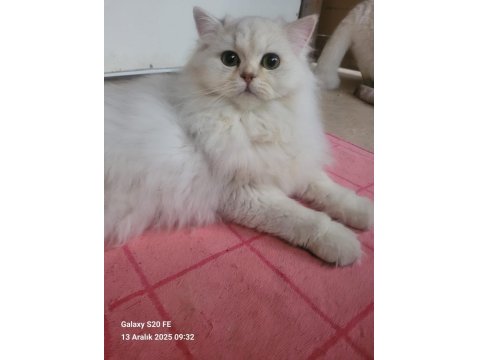 Güzel Chinchilla Yavruları