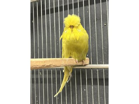 Sağlıklı, Genç Ve Üretime Uygun Show Muhabbet Kuşlar