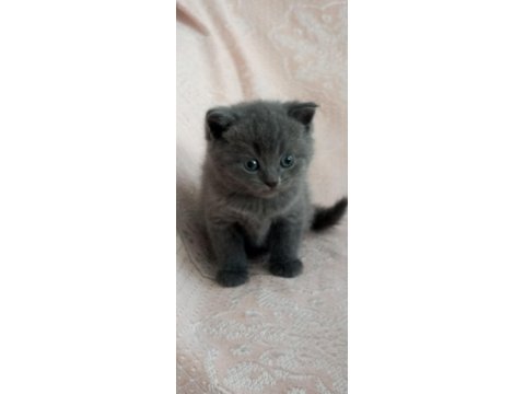 Erkek British Shorthair Yavruları