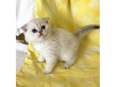 Silver Point Ns1133 Safkan Orjinal Scottish Fold Mavi Gözlü