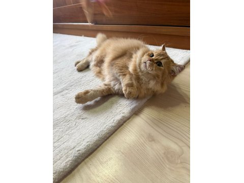 Golden Rengi Yetişkin British Longhair
