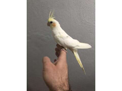 Yavru Sultan Papağanları