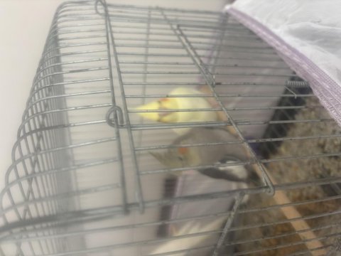 Yavru Sultan Papağanımız